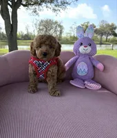 Tyson, a male Poodle - Toy  for sale in Missouri City, TX – 1 of 4
