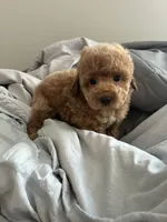 Tyson, a male Poodle - Toy  for sale in Missouri City, TX – 2 of 4
