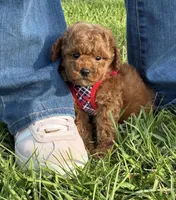 Theo, a male Poodle - Toy  for sale in Missouri City, TX – Photo 2 of 6