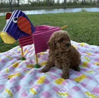Theo, a male Poodle - Toy  for sale in Missouri City, TX – Photo 4 of 6