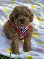 Theo, a male Poodle - Toy  for sale in Missouri City, TX – Photo 1 of 6