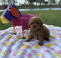 Theo, a male Poodle - Toy  for sale in Missouri City, TX – Photo 3 of 6