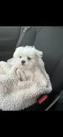 Mason, a male Maltese for sale in Missouri City, TX – 5 of 7