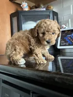 Tyler , a male Poodle - Toy  for sale in Missouri City, TX – 2 of 7