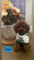 Tyler , a male Poodle - Toy  for sale in Missouri City, TX – 6 of 7