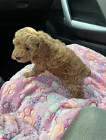 Tyler (Male), a male Poodle - Toy  for sale in Missouri City, TX – 3 of 9