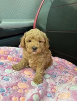 Tyler (Male), a male Poodle - Toy  for sale in Missouri City, TX – 4 of 9