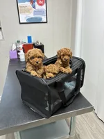 Tyson, a male Poodle - Toy  for sale in Missouri City, TX – 4 of 4