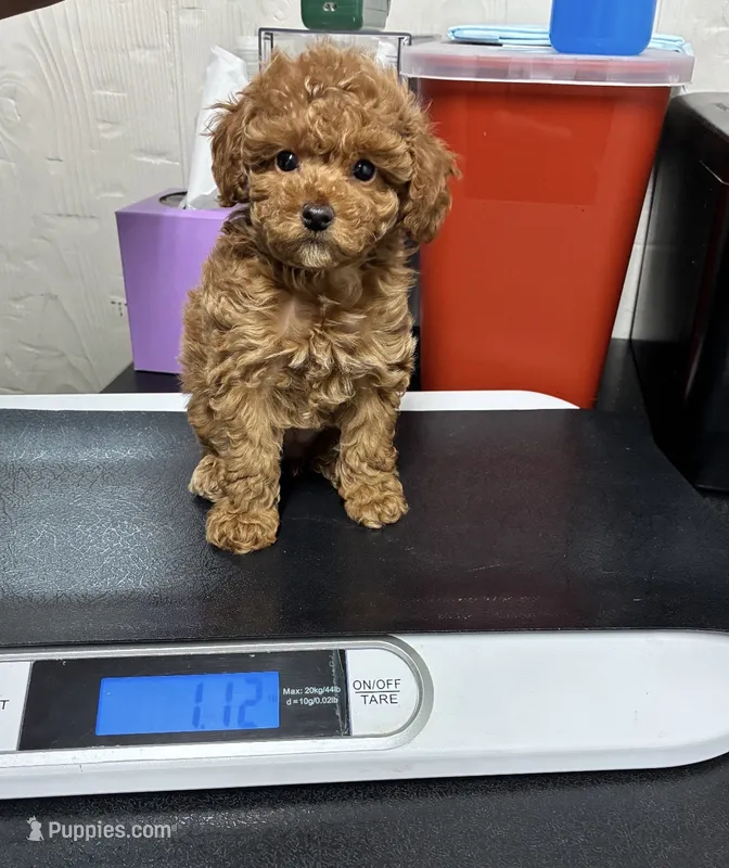 Tyler  – Poodle - Toy  puppy for sale in Missouri City, TX