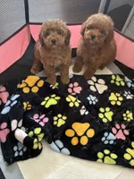 Tyson, a male Poodle - Toy  for sale in Missouri City, TX – 3 of 4