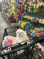 Mason, a male Maltese for sale in Missouri City, TX – 6 of 7