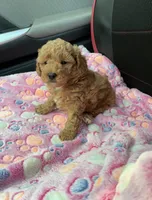 Tyler (Male), a male Poodle - Toy  for sale in Missouri City, TX – 5 of 9