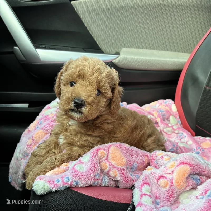 Tyler (Male) – Poodle - Toy  puppy for sale in Missouri City, TX
