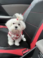 Mason, a male Maltese for sale in Missouri City, TX – 4 of 7