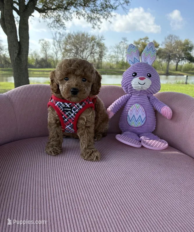Braden – Poodle - Toy  puppy for sale in Missouri City, TX