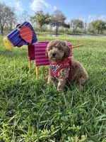 Braden, a male Poodle - Toy  for sale in Missouri City, TX – Photo 2 of 5