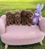 Braden, a male Poodle - Toy  for sale in Missouri City, TX – Photo 3 of 5