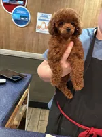 Cerise Cinnamon. *IVDD CLEAR Embark, a female Poodle - Toy  for sale in Missouri City, TX – 4 of 9