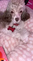 Bucielle, a female Poodle - Toy  for sale in Missouri City, TX – 2 of 2