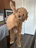 Tyler , a male Poodle - Toy  for sale in Missouri City, TX – 3 of 7