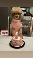 Tyler , a male Poodle - Toy  for sale in Missouri City, TX – 5 of 7
