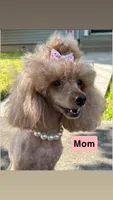 Tyler , a male Poodle - Toy  for sale in Missouri City, TX – 4 of 7