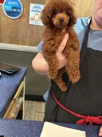 Cerise Cinnamon. *IVDD CLEAR Embark, a female Poodle - Toy  for sale in Missouri City, TX – 3 of 9
