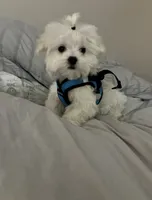 Mason, a male Maltese for sale in Missouri City, TX – 2 of 7