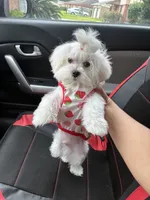 Mason, a male Maltese for sale in Missouri City, TX – 3 of 7