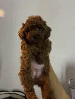 Cerise Cinnamon. *IVDD CLEAR Embark, a female Poodle - Toy  for sale in Missouri City, TX – 2 of 9