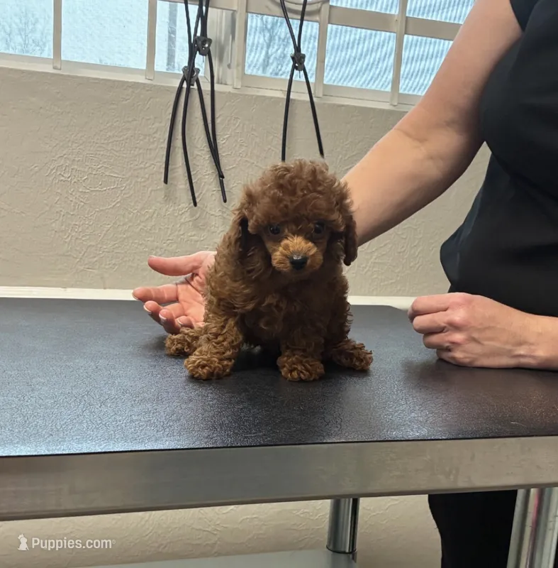Cerise Cinnamon. *IVDD CLEAR Embark – Poodle - Toy  puppy for sale in Missouri City, TX