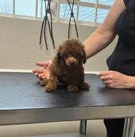 Cerise Cinnamon. *IVDD CLEAR Embark, a female Poodle - Toy  for sale in Missouri City, TX – 1 of 9