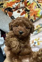 Cerise Cinnamon. *IVDD CLEAR Embark, a female Poodle - Toy  for sale in Missouri City, TX – 6 of 9