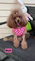 Cerise Cinnamon. *IVDD CLEAR Embark, a female Poodle - Toy  for sale in Missouri City, TX – 8 of 9