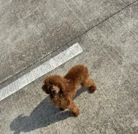 Cerise Cinnamon. *IVDD CLEAR Embark, a female Poodle - Toy  for sale in Missouri City, TX – 5 of 9