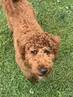 Memphis, a  Miniature Goldendoodle for sale in Louisville, KY – 3 of 3