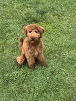 Memphis, a  Miniature Goldendoodle for sale in Louisville, KY – 2 of 3