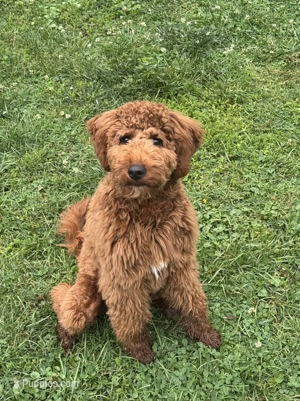 Memphis – Miniature Goldendoodle puppy for sale in Louisville, KY