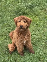 Memphis, a  Miniature Goldendoodle for sale in Louisville, KY – 1 of 3