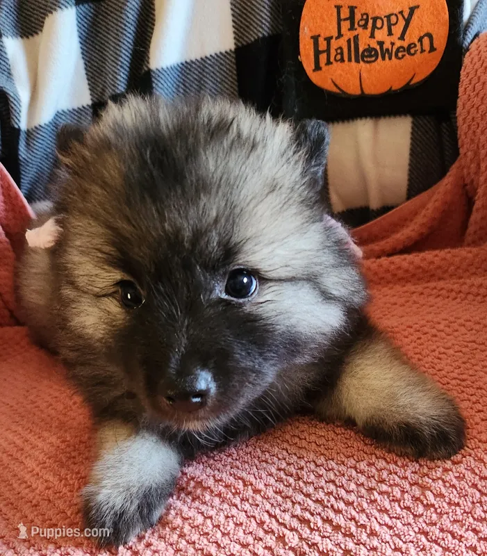 Annika – Keeshond puppy for sale in Newalla, OK