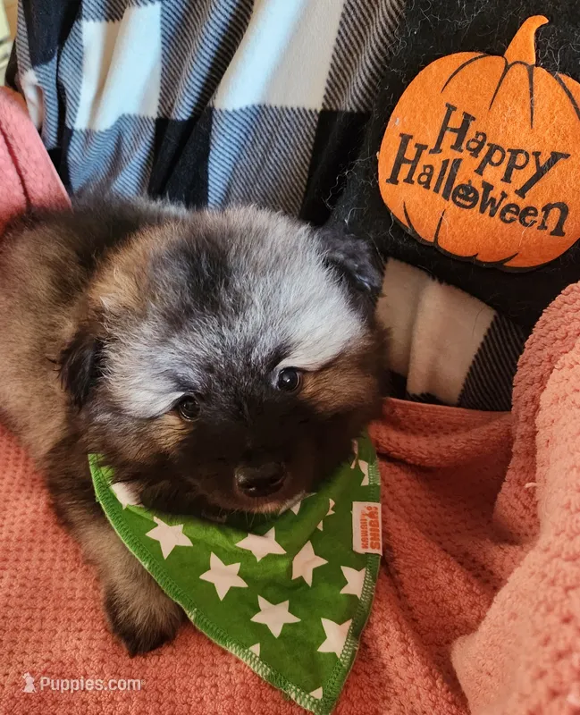 Noor – Keeshond puppy for sale in Newalla, OK