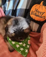Noor, a female Keeshond for sale in Newalla, OK – 4 of 5