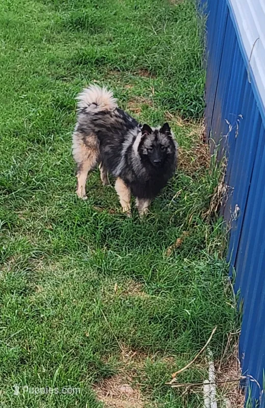 AKC Liam – Keeshond puppy for sale in Oklahoma City, OK