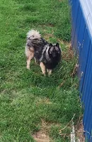 Atticus, a male Keeshond for sale in Oklahoma City, OK – 2 of 7