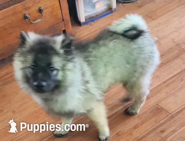 AKC Liam, a male Keeshond for sale in Oklahoma City, OK – 3 of 8