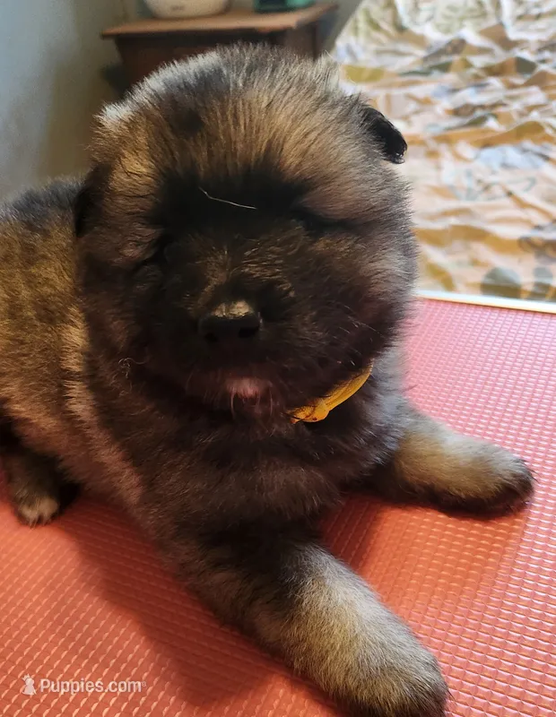 Chesson – Keeshond puppy for sale in Newalla, OK