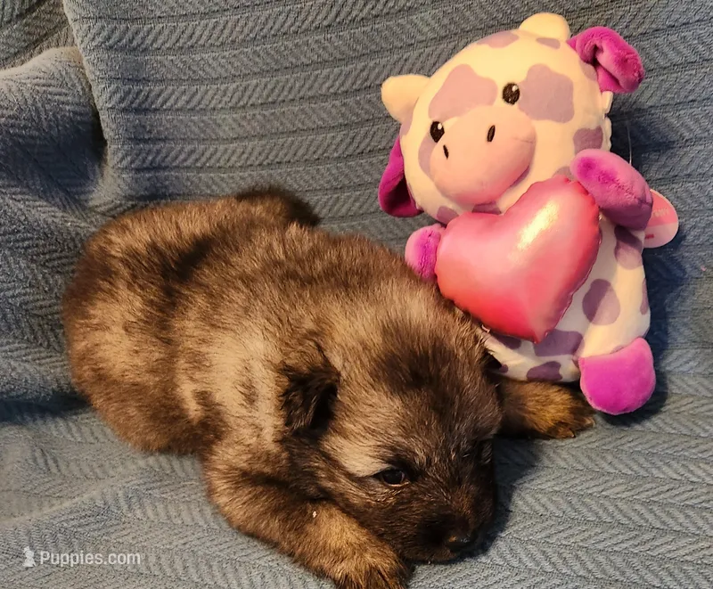 Dawson – Keeshond puppy for sale in Newalla, OK