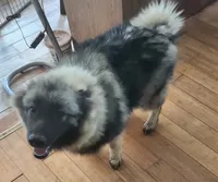 AKC Liam, a male Keeshond for sale in Oklahoma City, OK – 7 of 8