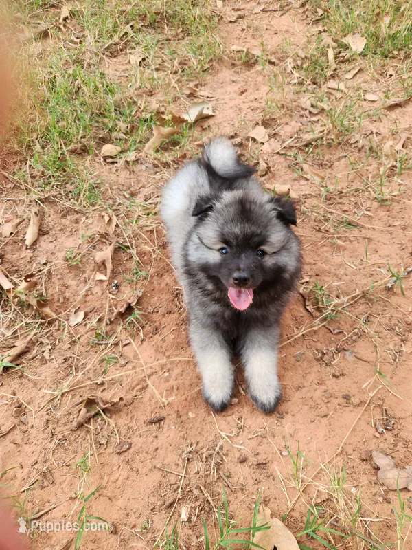 Noor – Keeshond puppy for sale in Newalla, OK