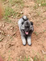 Noor, a female Keeshond for sale in Newalla, OK – 2 of 5